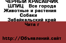 ЧЕРНЫЙ КРАСАВЧИК ШПИЦ - Все города Животные и растения » Собаки   . Забайкальский край,Чита г.